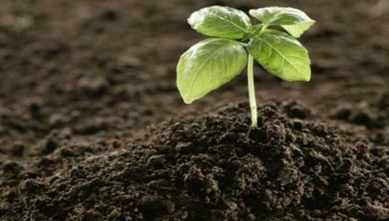 آموزش درست کردن کود با استفاده از پوست موز