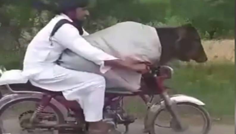 قاچاق گاو با موتورسیکلت  از هند به پاکستان !