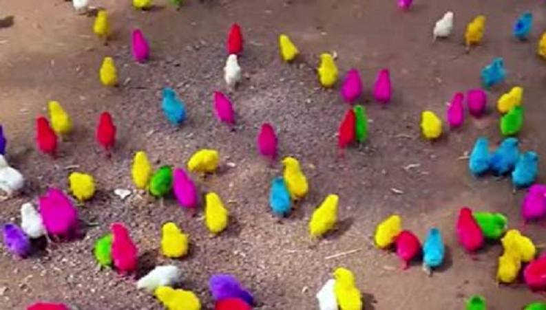 همکلاسی شدن جوجه‌ها با دانش آموزان مدرسه