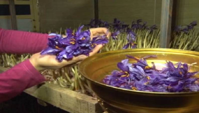 کاشتن زعفران بدون خاک در ابرکوه ! 