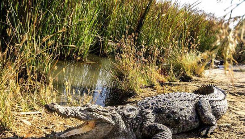 خطر حمله گاندو‌ها به مردم سیل زده سیستان