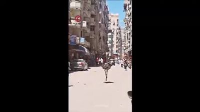 فرار شترمرغ در خیابان اسکندریه؛ تعقیب و گریز بامزه