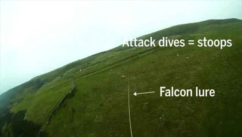 شکار در آسمان با سرعت ۳۶۰ کیلومتر بر ساعت!