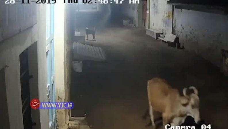 حمله یک شیر نر  به یک گله گاو در خیابان