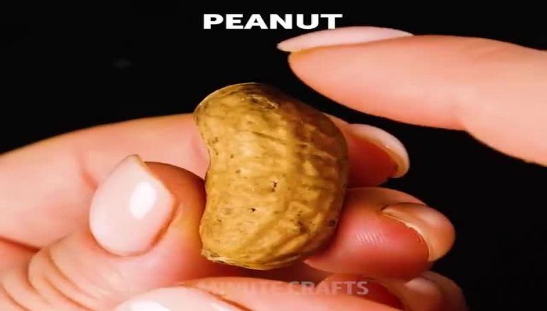 در منزل بادام زمینی بکارید و برداشت کنید !