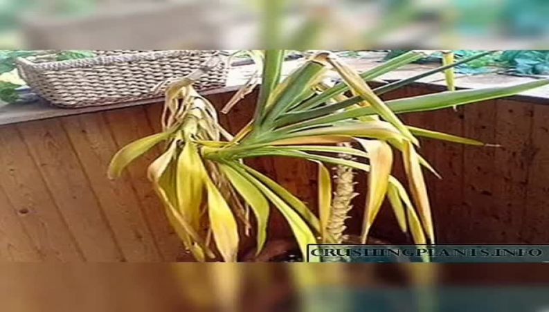 مشکلات گیاه یوکا