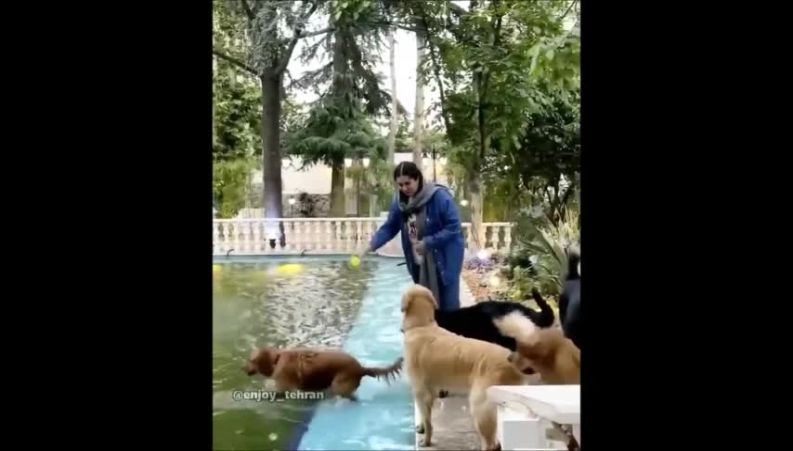 رونمایی از کافه مجوزدار و رسمی سگ‌ها در تهران!