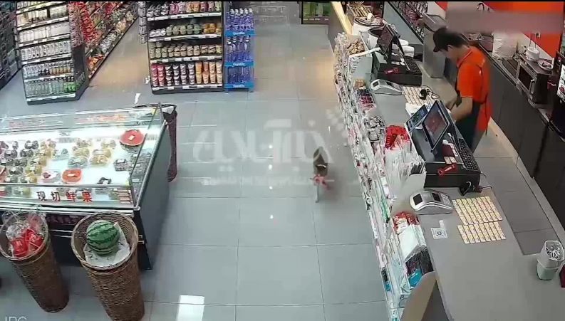 سرقت بدون انتظار یک گربه از فروشگاه مواد غذایی / فروشنده شوکه می شود
