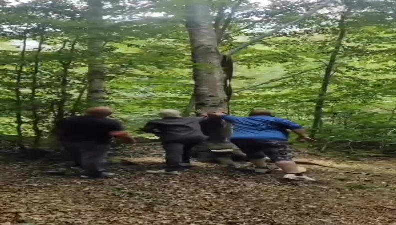 وقتی درختها از آدم ها انتقام میگیرن 