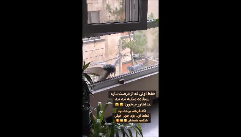 بالکن با حال و روح نواز خانه مهسا ایرانی و پرنده هایی که روزت را می سازند