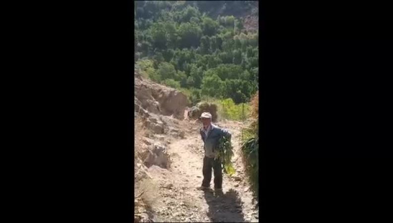 آواز خاطره‌انگیز پیرمرد روستایی هنگام حمل علف با قاطر در دل کوهستان