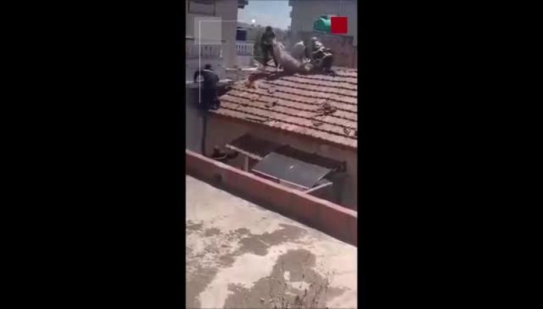  فرار گوسفند قربانی روی پشت‌بام ساختمان!