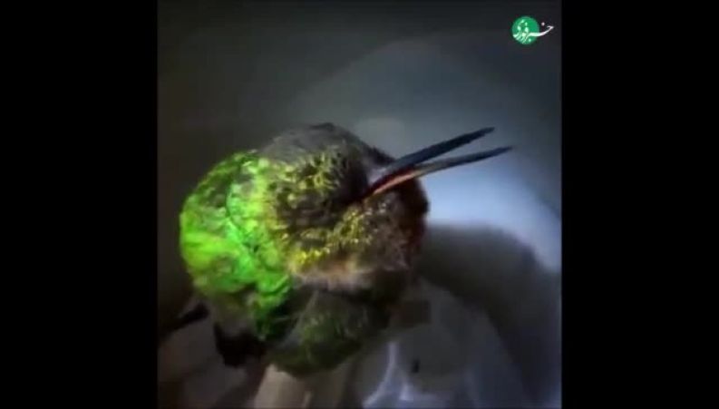  ویدئوی جذاب از خروپف مرغ مگس‌خوار در حالت تورپور